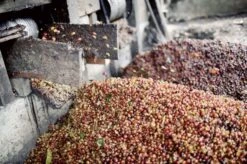 Johan & Nyström Sumatra Gayo Coffee Beans -Coffee Supply Store johan nystrom sumatra gayo mountain 180